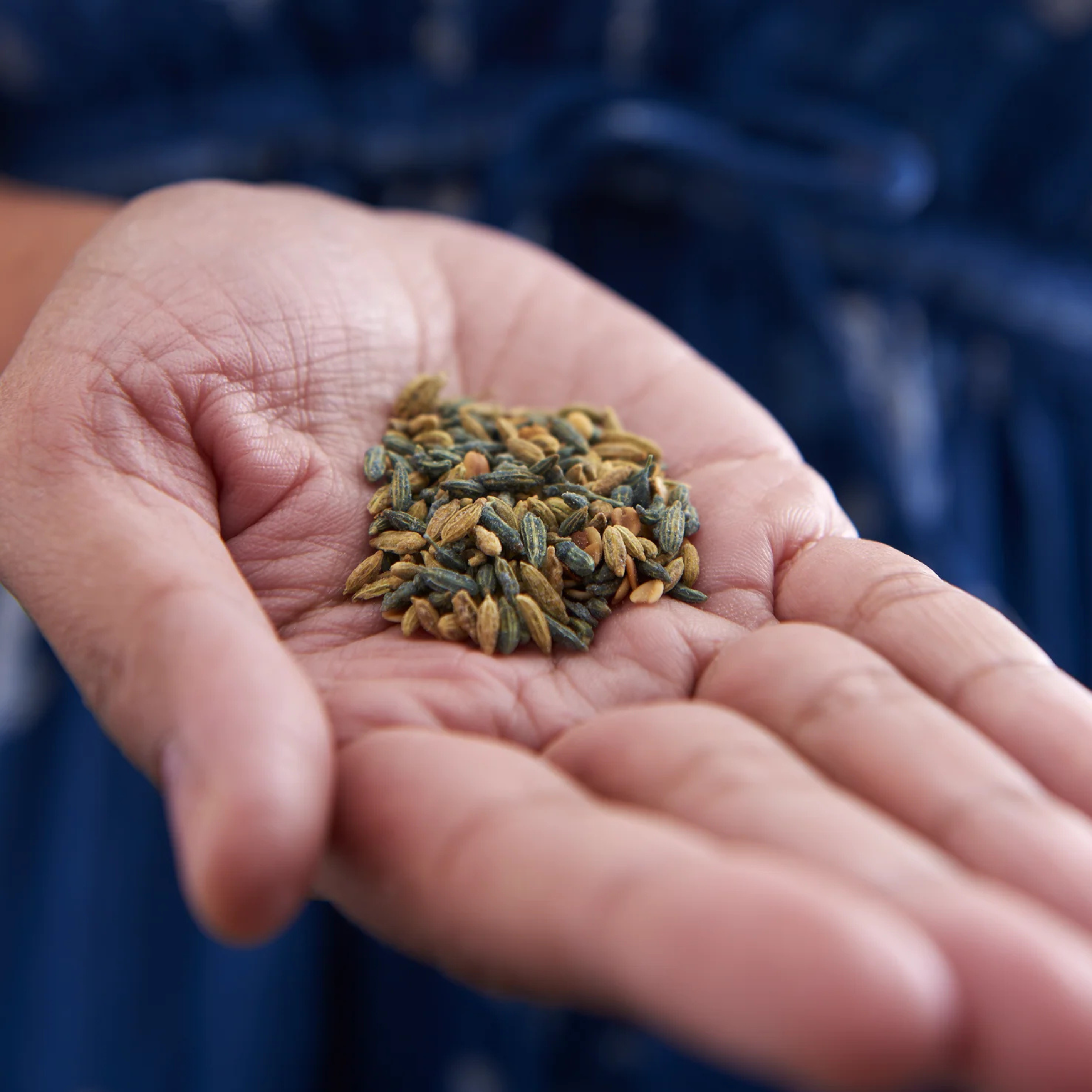 Fennel Seed Digestive