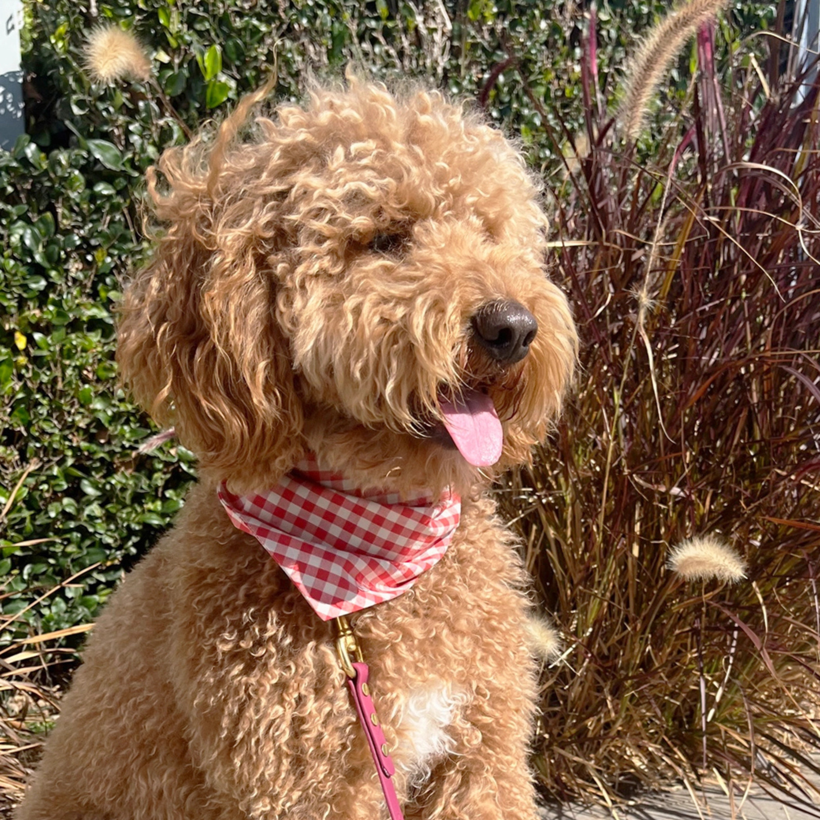 Gingham Pet Bandana - Rust