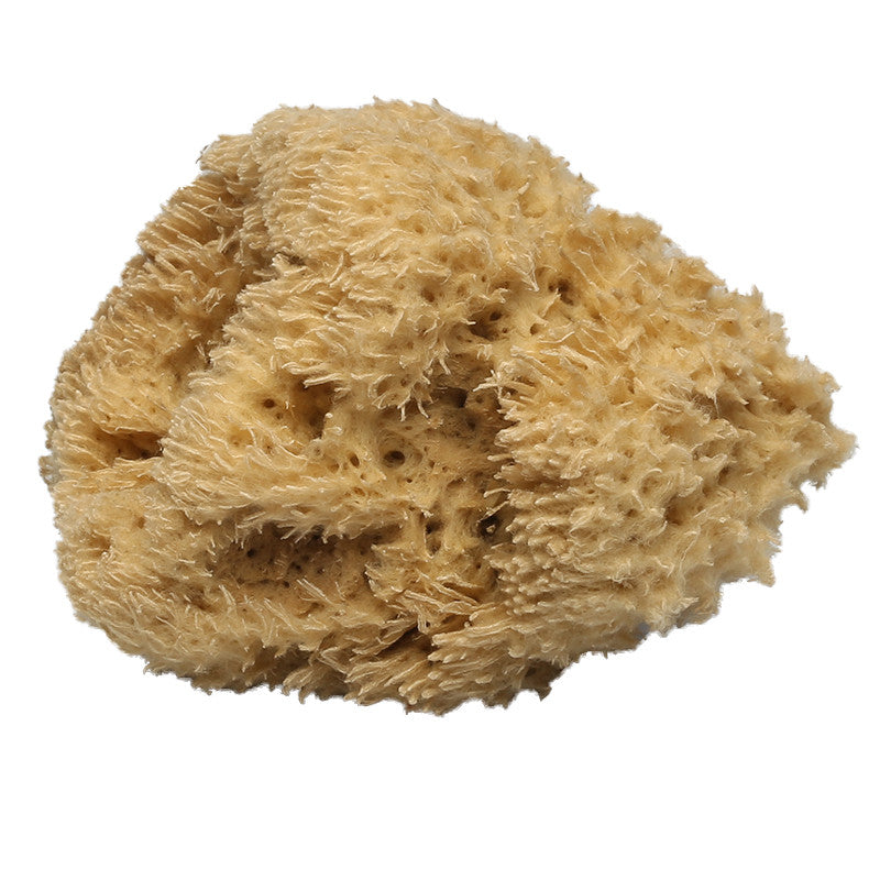 Wooly Body Sea Sponge