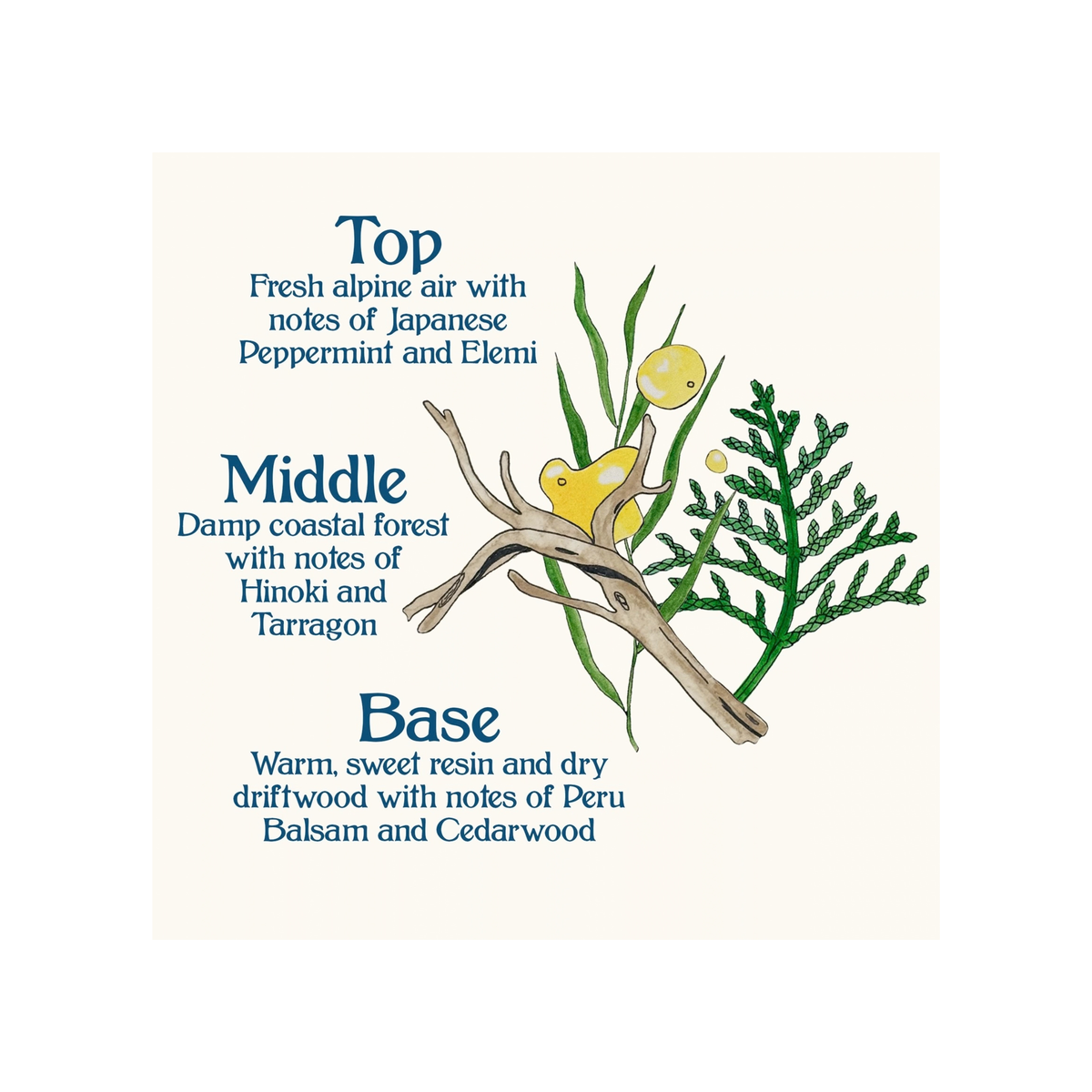 Signature Scent - Coastal Forest