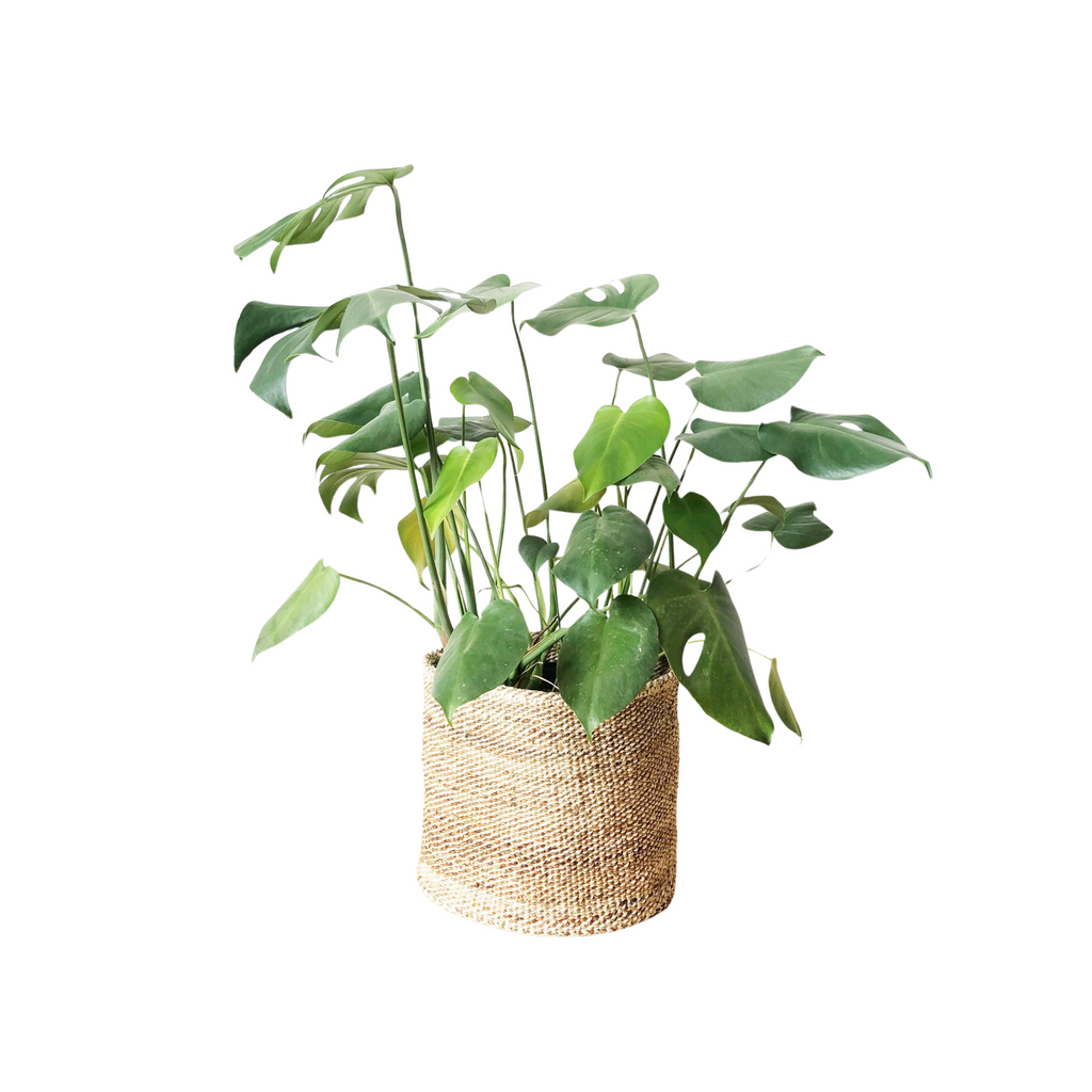 Small Storage Basket - Banana Leaf