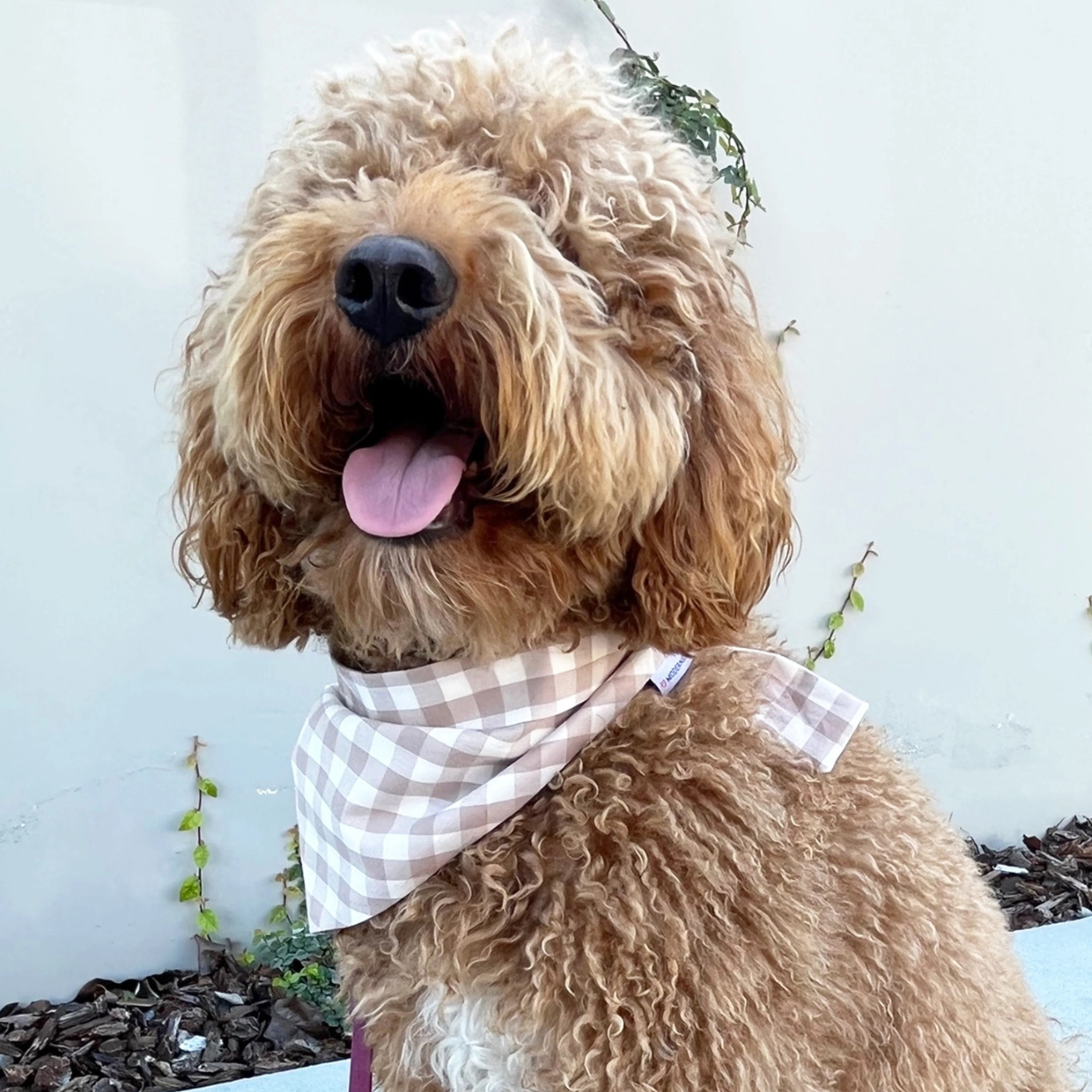 Gingham Pet Bandana - Oatmeal