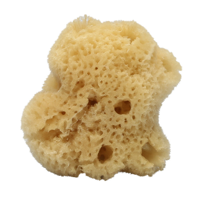 Silk Face Sea Sponge